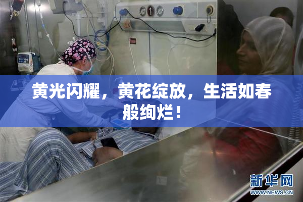 黄光闪耀，黄花绽放，生活如春般绚烂！