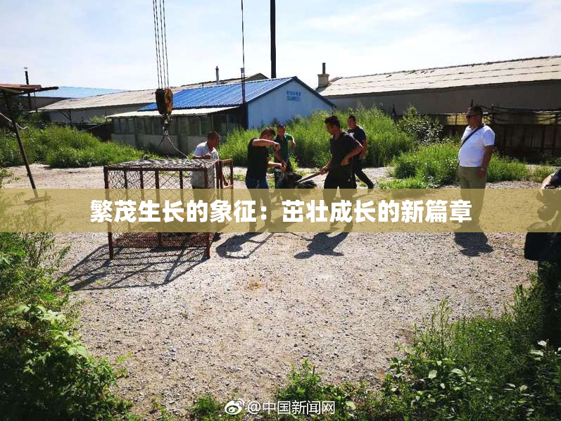 繁茂生长的象征：茁壮成长的新篇章