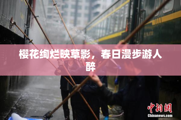 樱花绚烂映草影，春日漫步游人醉