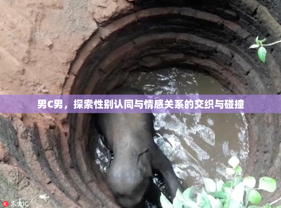 男C男，探索性别认同与情感关系的交织与碰撞