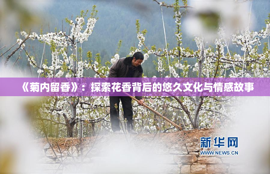 《菊内留香》：探索花香背后的悠久文化与情感故事