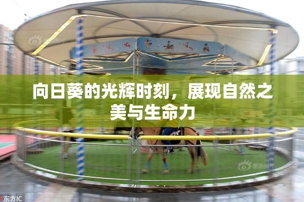 向日葵的光辉时刻，展现自然之美与生命力