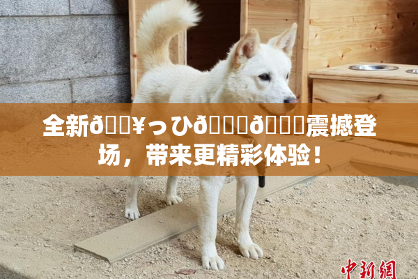 全新🔥っひ🍑🍑震撼登场，带来更精彩体验！
