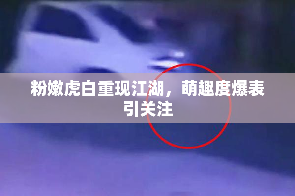 粉嫩虎白重现江湖，萌趣度爆表引关注