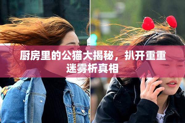 厨房里的公猫大揭秘，扒开重重迷雾析真相