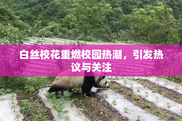 白丝校花重燃校园热潮，引发热议与关注