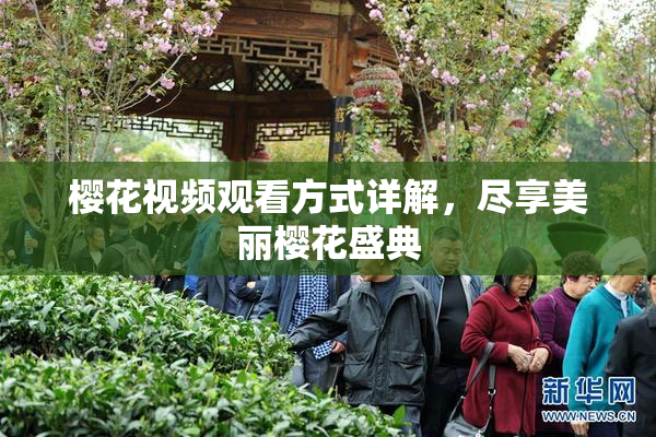 樱花视频观看方式详解，尽享美丽樱花盛典