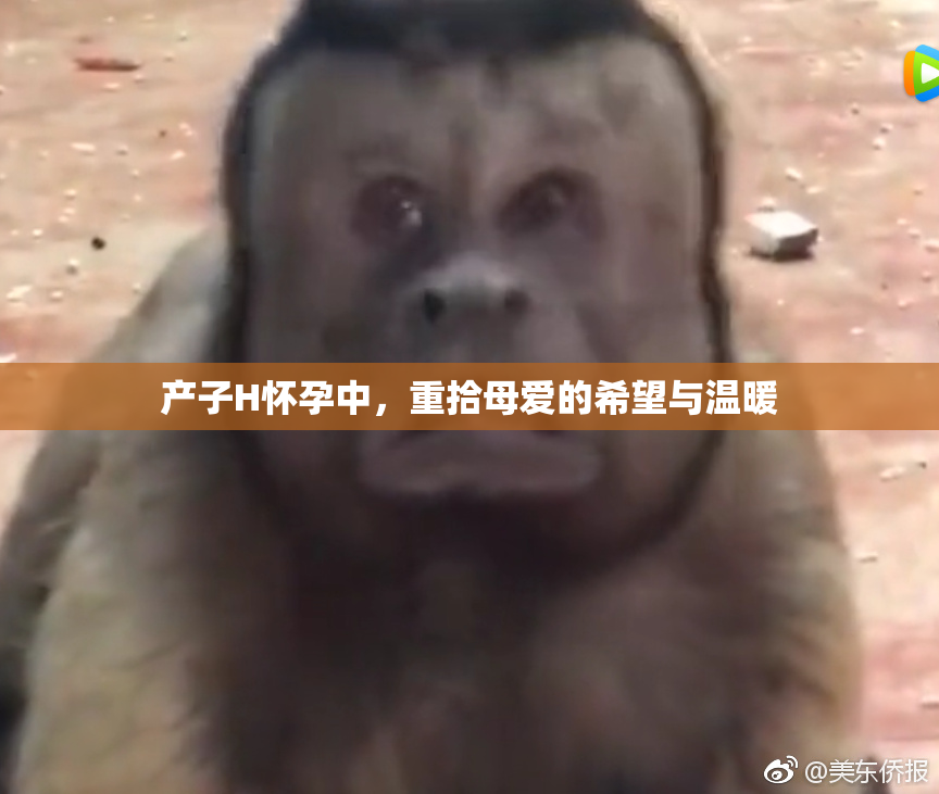 产子H怀孕中，重拾母爱的希望与温暖