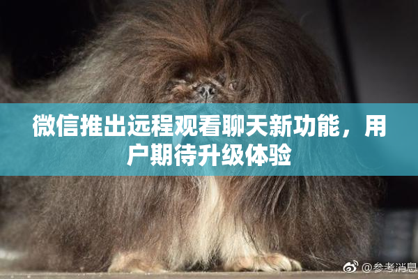 微信推出远程观看聊天新功能，用户期待升级体验