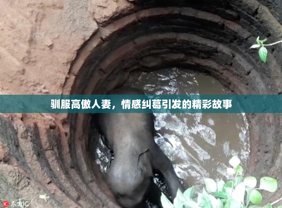 驯服高傲人妻，情感纠葛引发的精彩故事