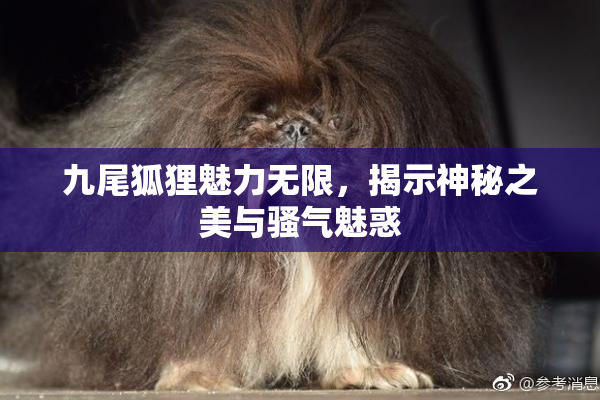 九尾狐狸魅力无限，揭示神秘之美与骚气魅惑