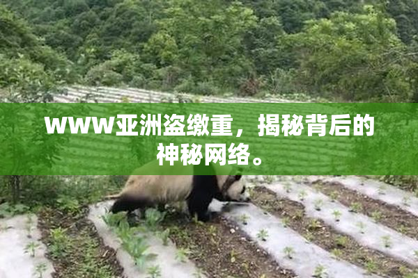WWW亚洲盗缴重，揭秘背后的神秘网络。