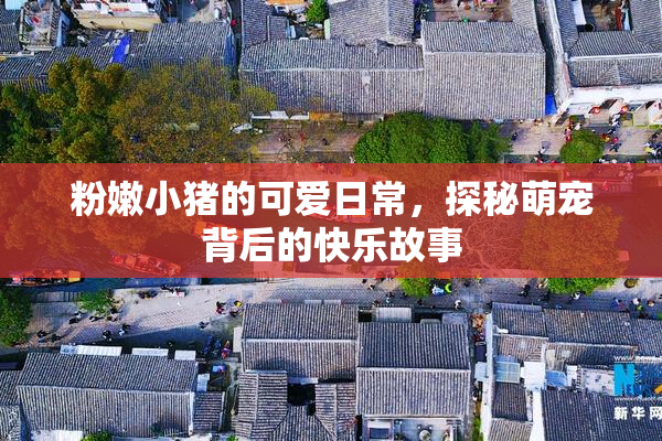 粉嫩小猪的可爱日常，探秘萌宠背后的快乐故事