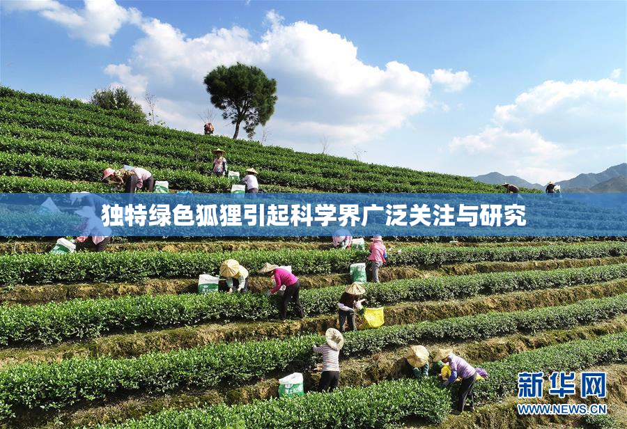 独特绿色狐狸引起科学界广泛关注与研究