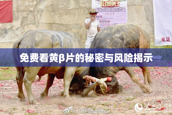 免费看黄β片的秘密与风险揭示