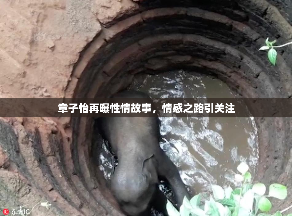 章子怡再曝性情故事，情感之路引关注