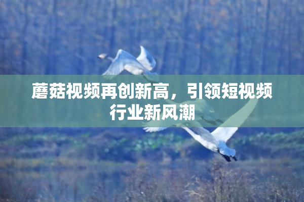 蘑菇视频再创新高，引领短视频行业新风潮