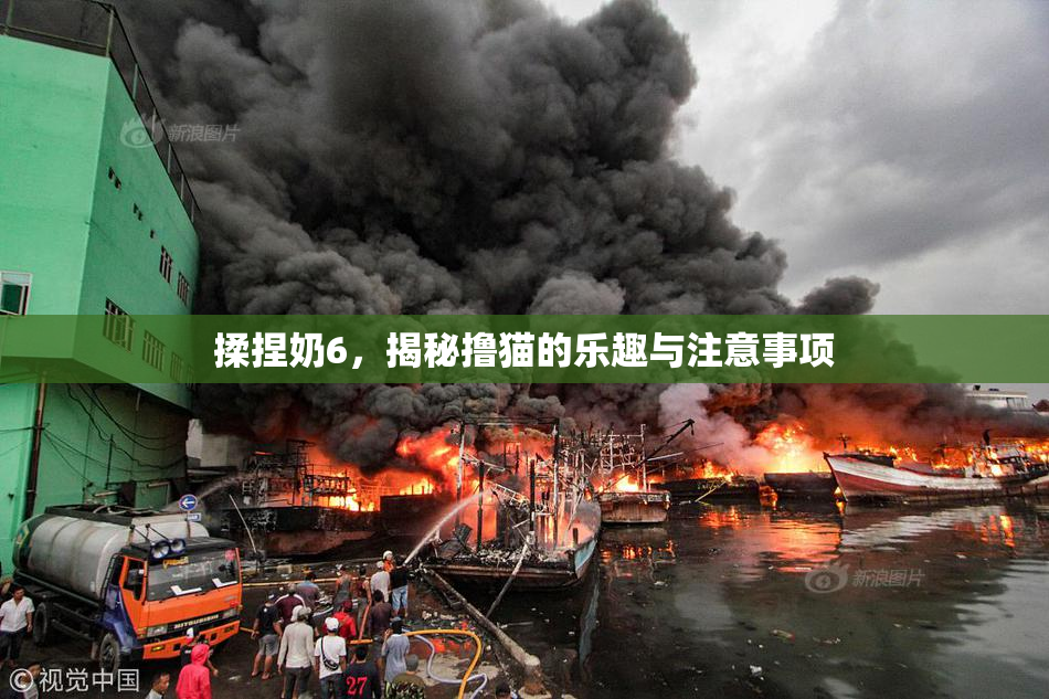 揉捏奶6，揭秘撸猫的乐趣与注意事项