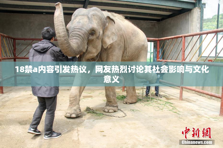 18禁a内容引发热议，网友热烈讨论其社会影响与文化意义