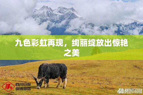 九色彩虹再现，绚丽绽放出惊艳之美