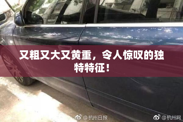 又粗又大又黄重，令人惊叹的独特特征！