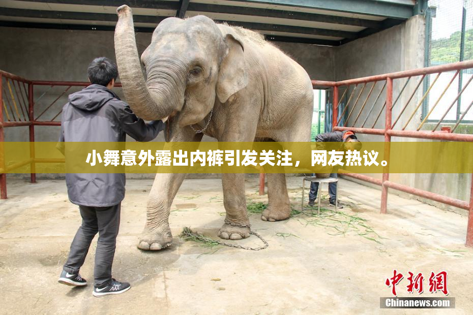 小舞意外露出内裤引发关注，网友热议。
