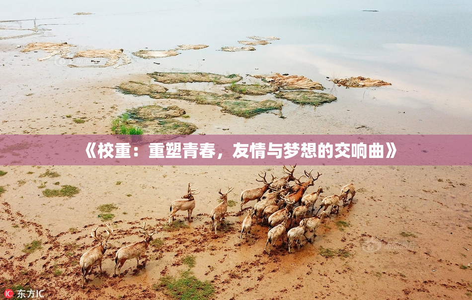 《校重：重塑青春，友情与梦想的交响曲》