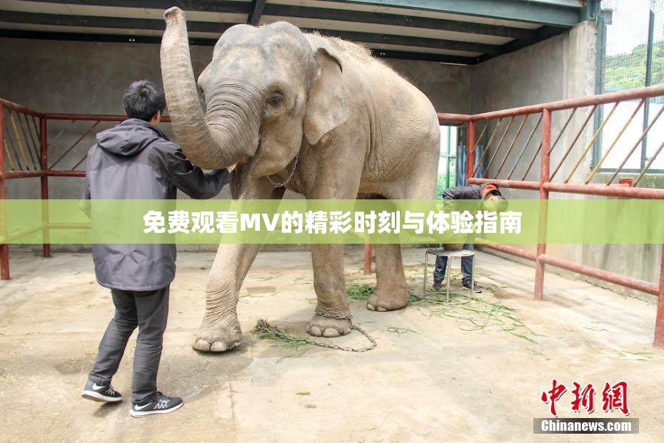 免费观看MV的精彩时刻与体验指南