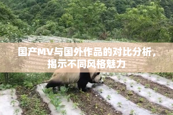 国产MV与国外作品的对比分析，揭示不同风格魅力