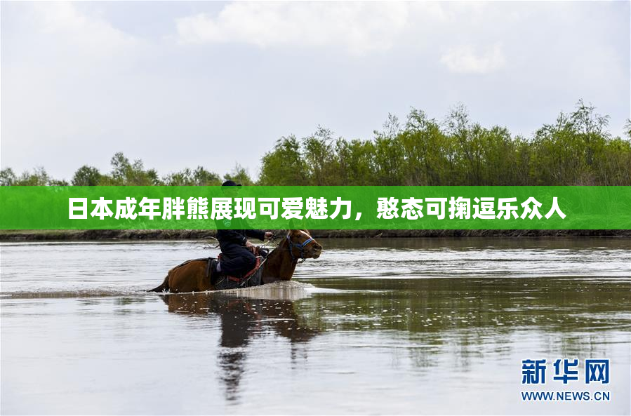 日本成年胖熊展现可爱魅力，憨态可掬逗乐众人