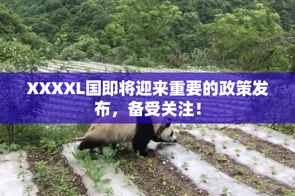 XXXXL国即将迎来重要的政策发布，备受关注！