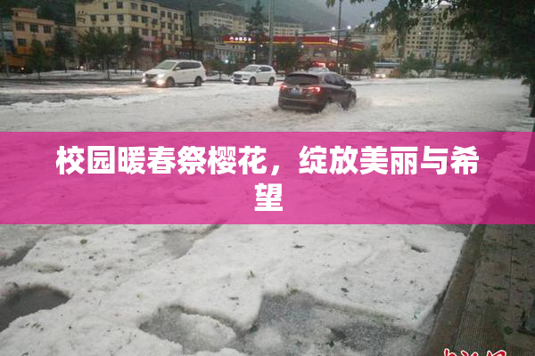 校园暖春祭樱花，绽放美丽与希望