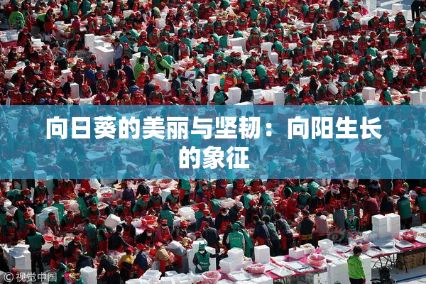 向日葵的美丽与坚韧：向阳生长的象征