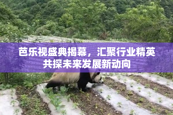 芭乐视盛典揭幕，汇聚行业精英共探未来发展新动向