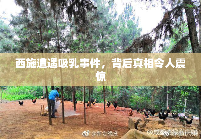 西施遭遇吸乳事件，背后真相令人震惊