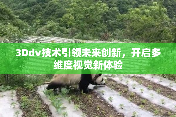 3Ddv技术引领未来创新，开启多维度视觉新体验