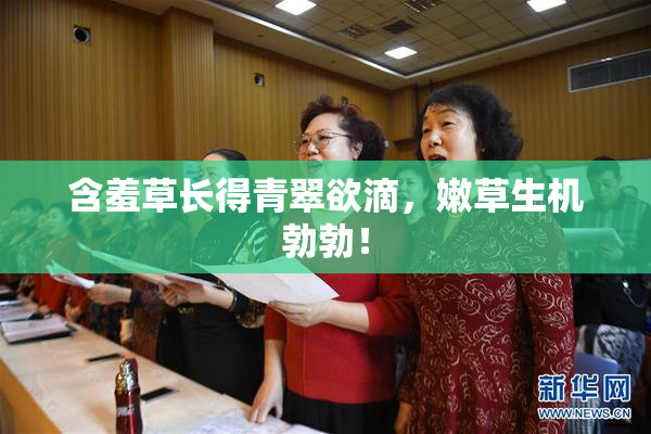含羞草长得青翠欲滴，嫩草生机勃勃！