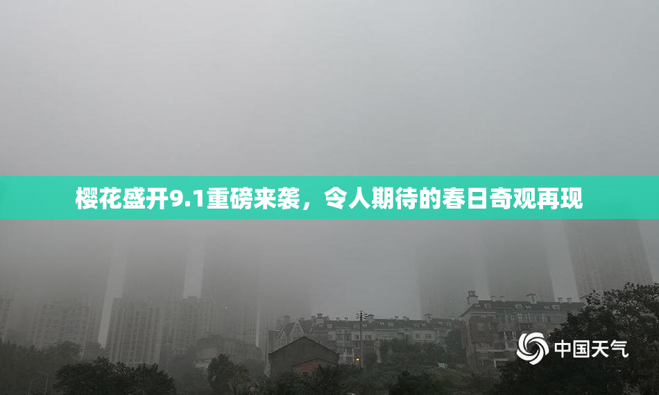 樱花盛开9.1重磅来袭，令人期待的春日奇观再现