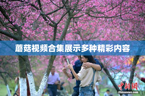 蘑菇视频合集展示多种精彩内容
