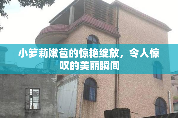 小箩莉嫩苞的惊艳绽放，令人惊叹的美丽瞬间