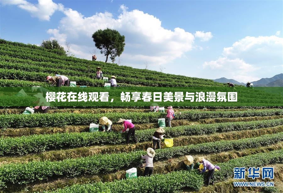 樱花在线观看，畅享春日美景与浪漫氛围