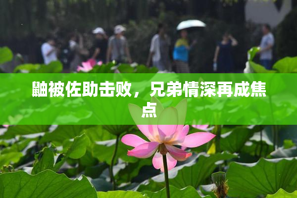 鼬被佐助击败，兄弟情深再成焦点