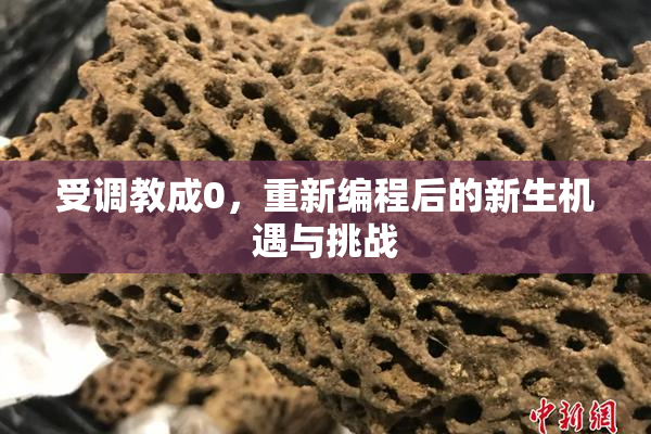 受调教成0，重新编程后的新生机遇与挑战