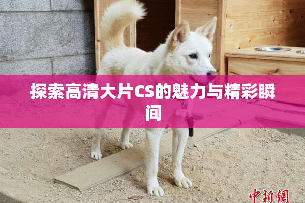 探索高清大片CS的魅力与精彩瞬间
