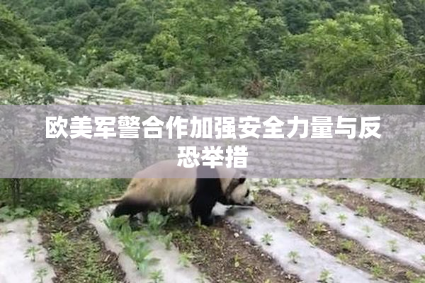 欧美军警合作加强安全力量与反恐举措