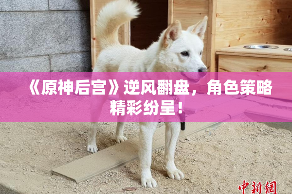 《原神后宫》逆风翻盘，角色策略精彩纷呈！
