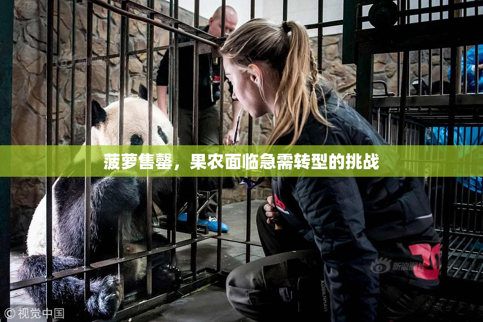 菠萝售罄，果农面临急需转型的挑战