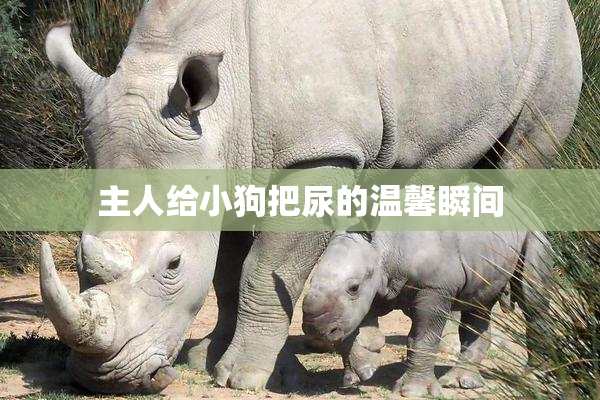 主人给小狗把尿的温馨瞬间