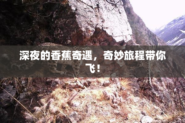 深夜的香蕉奇遇，奇妙旅程带你飞！