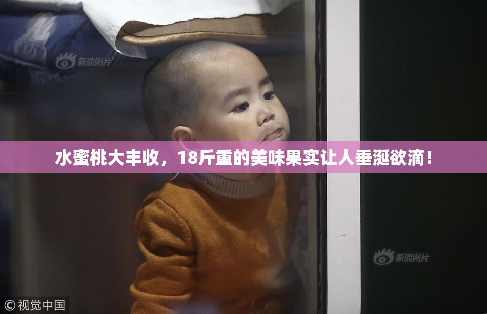 水蜜桃大丰收，18斤重的美味果实让人垂涎欲滴！